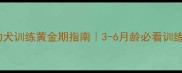 松狮犬幼犬训练黄金期指南3-6月龄必看训练全攻略