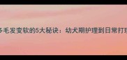 拉布拉多毛发变软的5大秘诀幼犬期护理到日常打理全攻略