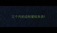 三个月的边牧爱咬东西