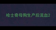 哈士奇母狗生产后流血