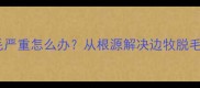 边境牧羊犬掉毛严重怎么办从根源解决边牧脱毛的8大实用方案