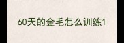 60天的金毛怎么训练