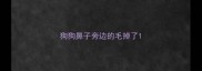 狗狗鼻子旁边的毛掉了