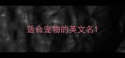 适合宠物的英文名