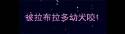 被拉布拉多幼犬咬
