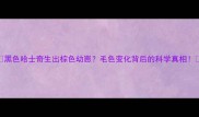 黑色哈士奇生出棕色幼崽毛色变化背后的科学真相