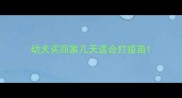 幼犬买回家几天适合打疫苗
