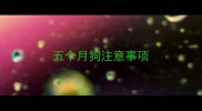 五个月狗注意事项