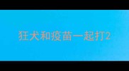 狂犬和疫苗一起打