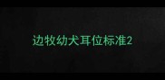 边牧幼犬耳位标准