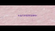 长途汽车能带宠物吗