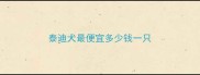 泰迪犬最便宜多少钱一只