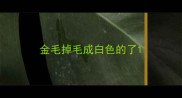 金毛掉毛成白色的了