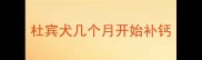 杜宾犬几个月开始补钙