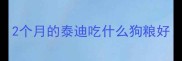 2个月的泰迪吃什么狗粮好