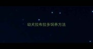 幼犬拉布拉多饲养方法