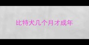 比特犬几个月才成年