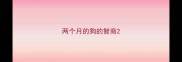 两个月的狗的智商