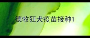 德牧狂犬疫苗接种