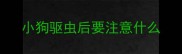 小狗驱虫后要注意什么
