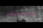 小狗拉虫子会不会死