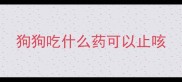 狗狗吃什么药可以止咳