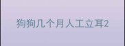 狗狗几个月人工立耳