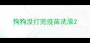 狗狗没打完疫苗洗澡