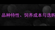 泰迪犬迷你型价格全品种特性饲养成本与选购指南附详细报价