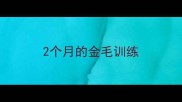 2个月的金毛训练