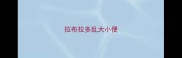 拉布拉多乱大小便