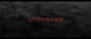 几个月的狗才成熟