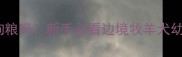 2个月大能吃狗粮吗新手必看边境牧羊犬幼犬喂养全攻略