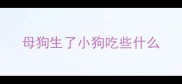 母狗生了小狗吃些什么