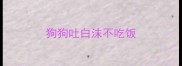 狗狗吐白沫不吃饭