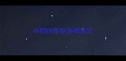 小的拉布拉多有多大