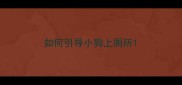 如何引导小狗上厕所
