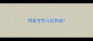 狗狗吃东西就拉稀