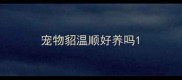 宠物貂温顺好养吗