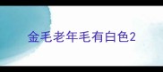 金毛老年毛有白色