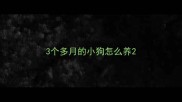 3个多月的小狗怎么养