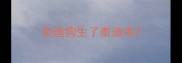 泰迪狗生了泰迪串