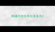 刚满月的拉布拉多多大