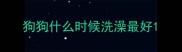 狗狗什么时候洗澡最好