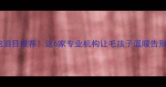 北京宠物殡仪馆泪目推荐这6家专业机构让毛孩子温暖告别附避坑指南