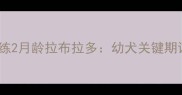 如何科学训练2月龄拉布拉多幼犬关键期训练全攻略