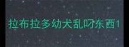 拉布拉多幼犬乱叼东西