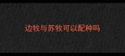 边牧与苏牧可以配种吗