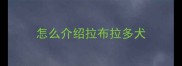 怎么介绍拉布拉多犬