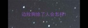 边牧狗给了人会怎样